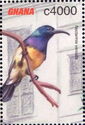 Yellow-bellied Sunbird (Nectarinia venusta)