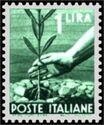 Hand Planting an Olive Tree
