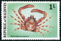 Common Decorator Crab (Schizophrys aspera)