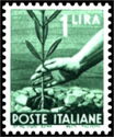 Hand Planting an Olive Tree