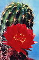 Cacti. Lobivia variabilis red-white