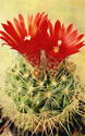 Cacti. Snow-white Parodia