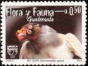 King Vulture (Sarcorhamphus papa)