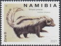 Striped Polecat (Ictonyx striatus)