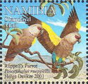 Rüppell's Parrot (Poicephalus rueppellii)