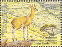 Angola Klipspringer (Oreotragus oreotragus tyleri)