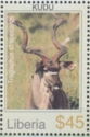 Kudu (Tragelaphus strepsiceros)