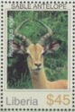 Sable Antelope (Hippotragus niger) (see Description)