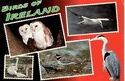 Birds of Ireland