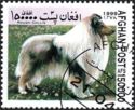 Rough Collie (Canis lupus familiaris)