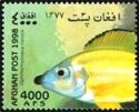 Golden Nasuta (Ophthalmotilapia nasuta)