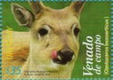 Pampas Deer (Ozotoceros bezoarticus)