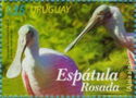 Roseate Spoonbill (Ajaja ajaja)