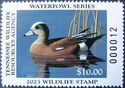 American wigeon (Mareca americana)