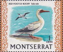 Red-footed Booby (Sula sula)