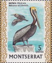 Brown Pelican (Pelecanus occidentalis)