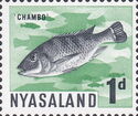 Chambo Fish (Lamprologus elongatus)