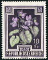 Wild Violets (Viola odorata)