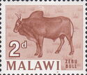 Zebu bull (Bos primigenius indicus)