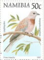 Laughing Dove (Streptopelia senegalensis)
