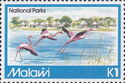 Greater Flamingo (Phoenicopterus roseus)