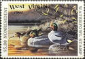 Green-winged teal (Anas carolinensis)