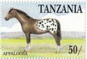 Appaloosa