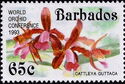 Cattleya guttata - overprinted