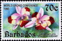 Cattleya "Splashing Around" - overprinted