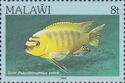 Gold Kawanga (Pseudotropheus zebra)