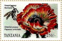 Oriental Poppy (Papaver orientale), Vespid Wasp