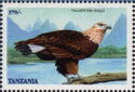 Pallas's fish eagle (Haliaeetus leucoryphus)