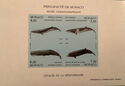 Fin Whale, Common Minke Whale, Sperm Whale, Cuvier's Beaked