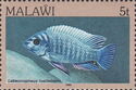 Blue Mbuna (Labeotropheus fuelleborni)