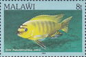 Gold Kawanga (Pseudotropheus zebra)