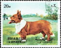 Cardigan Welsh Corgi (Canis lupus familiaris)