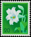 White Trumpet Lily (Lilium Longiflorum)
