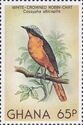 White-crowned Robin-Chat (Cossypha albicapilla)
