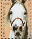 White Arabian horse