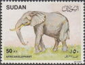African Elephant (Loxodonta africana)