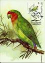 Rosy-faced Lovebird (Agapornis roseicollis ssp catumbella)