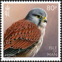 Kestrel (Falco tinnunculus)
