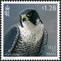 Peregrine Falcon (Falco peregrinus)