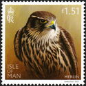Merlin (Falco columbarius)