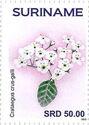 Crataegus crus-galli