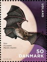 Greater Myotis (Myotis myotis)