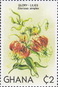 Glory Lilies (Gloriosa simplex)