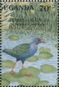 Purple Gallinule (Porphyrio porphyrio)