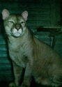 Kaunas zoo. Cougar