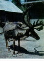 Kaunas zoo. Reindeer